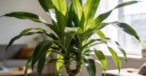 Dracena żółte liście: Kompleksowy przewodnik i metody ratunku