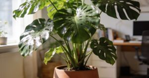 Fatsia japonica uprawa: Kompletny przewodnik po pielęgnacji rośliny
