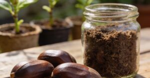 Magnolia z nasion krok po kroku: kompletny poradnik uprawy