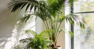 Rodzaje palm doniczkowych: przewodnik po najpopularniejszych gatunkach