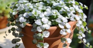 Dichondra ile sadzonek do doniczki, by stworzyć srebrzysty balkon?