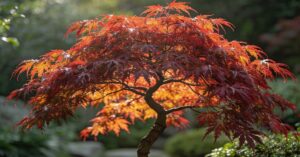 Klon palmowy - uprawa i pielęgnacja: jak uprawiać roślinę Acer palmatum