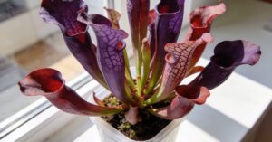 Sarracenia purpurea: jak uprawiać tę niezwykłą roślinę owadożerną?