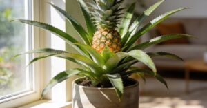 Jak rośnie ananas w doniczce? Kompletny przewodnik po uprawie w domu