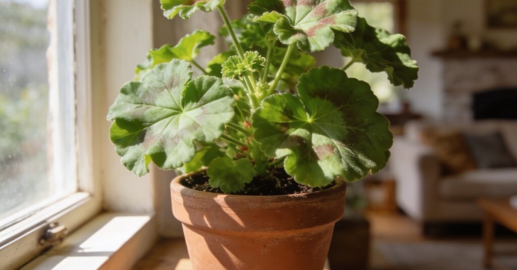 Kwiat anginka jak pielęgnować? Uprawa geranium i pelargonii pachnącej