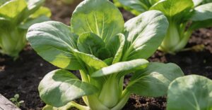 Kapusta pak choi – kompleksowy przewodnik po uprawie i pielęgnacji